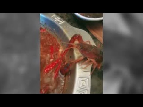 Un cangrejo se corta la pinza para escapar de una olla hirviendo
