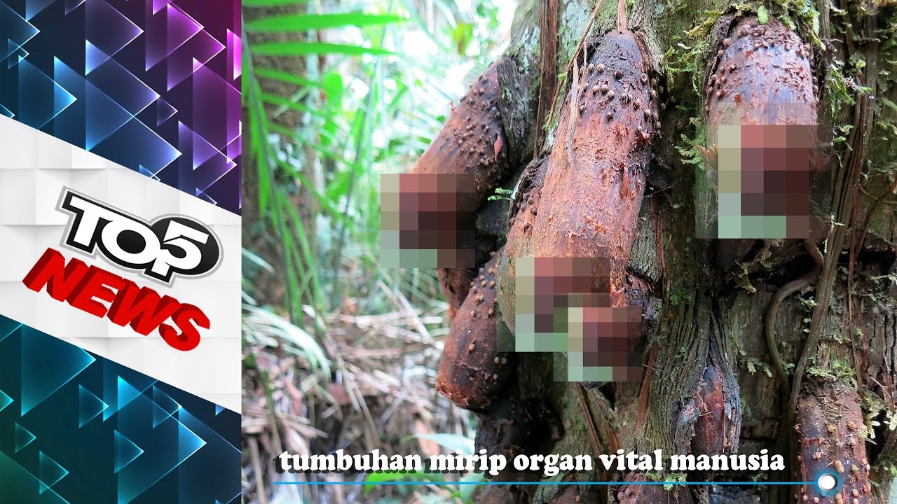 unik!! inilah tumbuhan aneh di dunia - YouTube