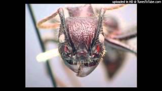 Darmec - Paraponera (Original Mix)