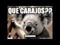 Gangnam Style vs Nene Malo vs Intentalo