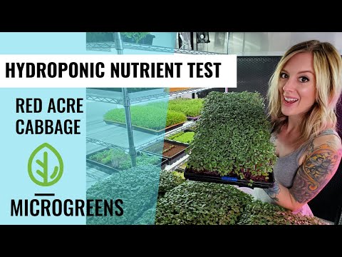 วีดีโอ: การดูแลกะหล่ำปลี Tiara: เรียนรู้เกี่ยวกับการปลูกพืช Tiara Cabbage