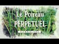 Tout savoir sur la culture du Poireau perpétuel #permaculture #poireau