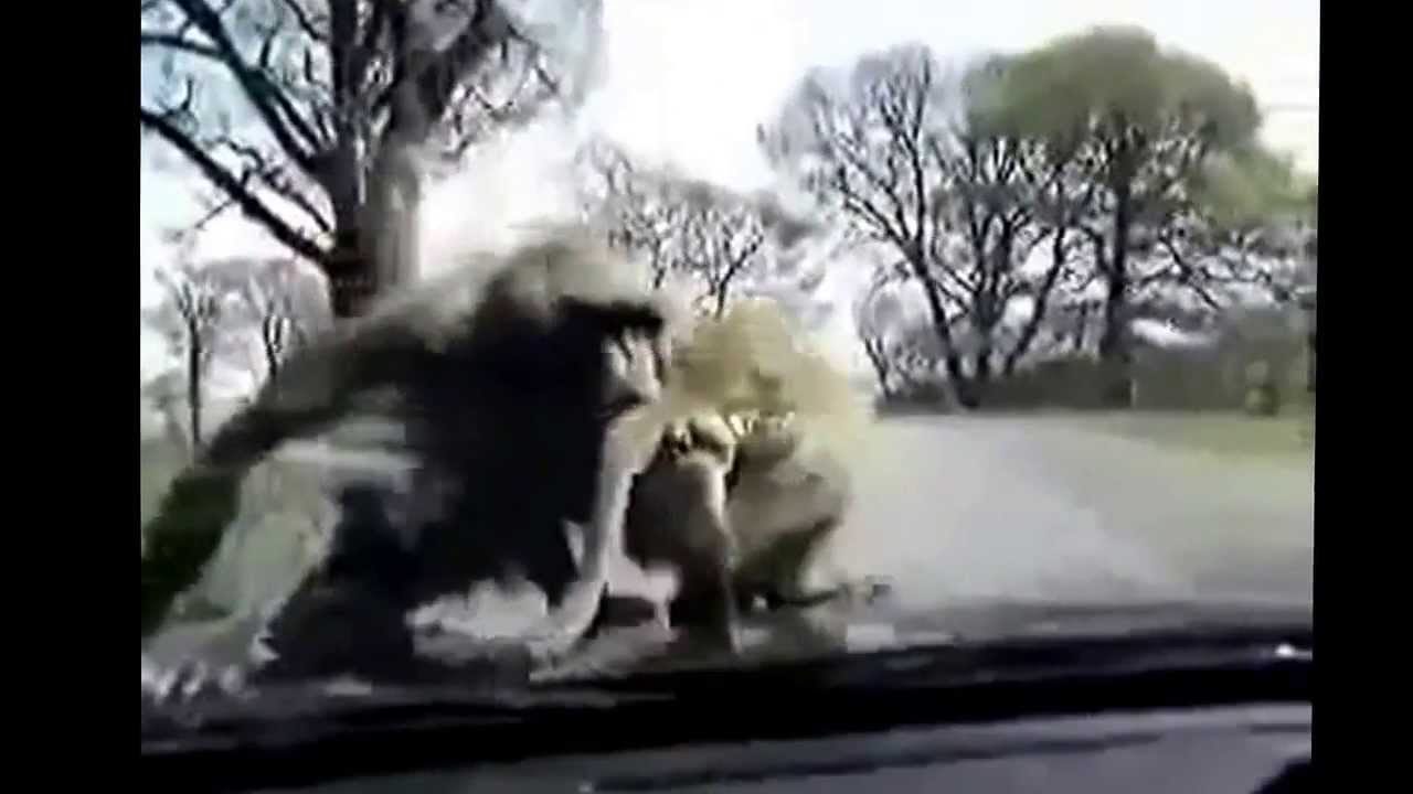 Спаривание обезьян видео крупный план