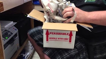 Lemon blast ball python unboxing