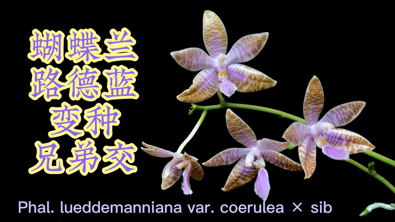蝴蝶兰路德蓝色变种兄弟交配版Phal. lueddemanniana var. coerulea