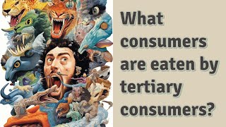 What consumers are eaten by tertiary consumers?