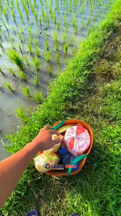 Ngirim Sarapan Ke sawah #sawah #kampungjawa #alampedesaan #wongdeso