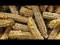 Кукурузные кочерыжки [стержни] [кочаны] в корм