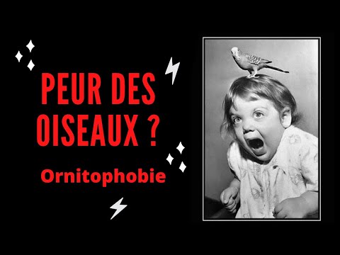 Vidéo: Ornithophobie: Phobie Des Oiseaux, Causes, Symptômes, Traitement Et Plus