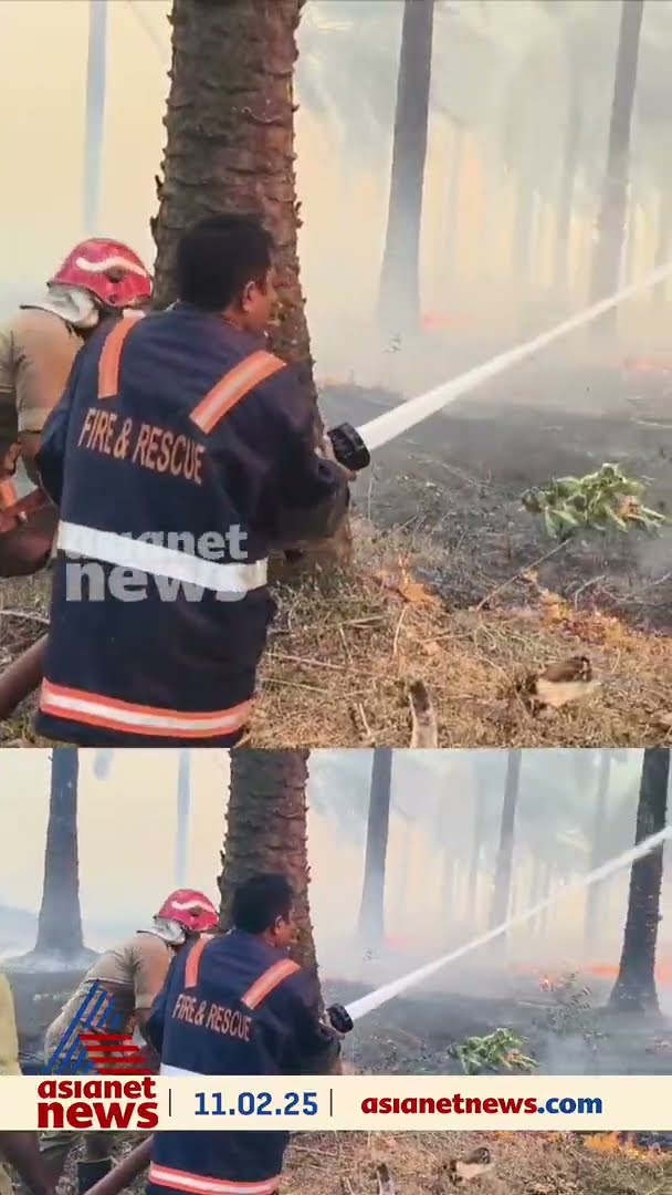 കുളത്തൂപ്പുഴ ഓയിൽ പാം എസ്റ്റേറ്റിൽ തീപിടിത്തം, നൂറുകണക്കിന് എണ്ണപ്പനകൾ കത്തിനശിച്ചു