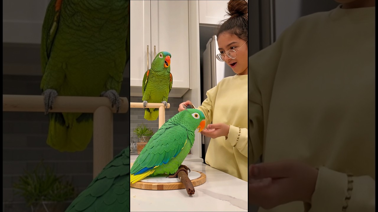 Bird Cake Cutting prank 