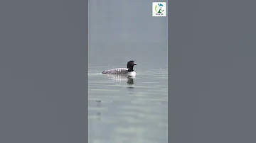 MIND BLOWING Loon Encounter Leaves You SPEECHLESS 