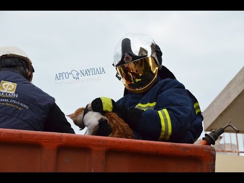 Διάσωση γάτας από ΔΕΗ και Πυροσβεστική στο Άργος