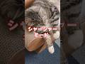 大嫌いな爪切りvsもふもふマスクの結末がコチラ🤣🤣🤣 #猫