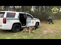 K9 Ory in action