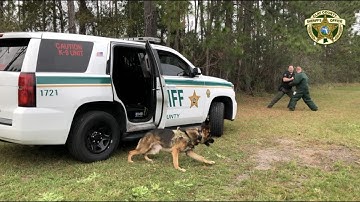 K9 Ory in action