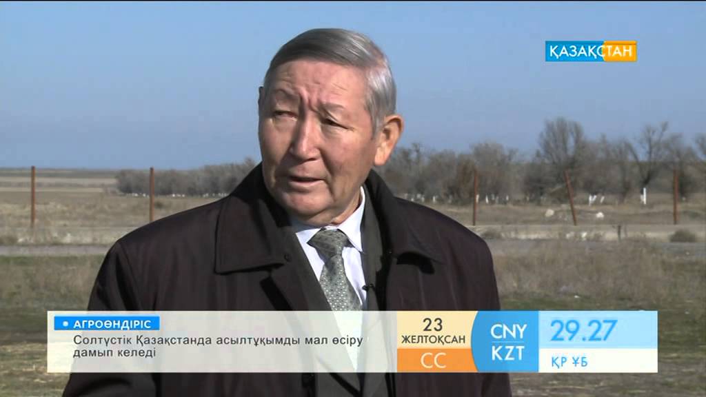 Абсент - Араб пен Баққараның тұяғы