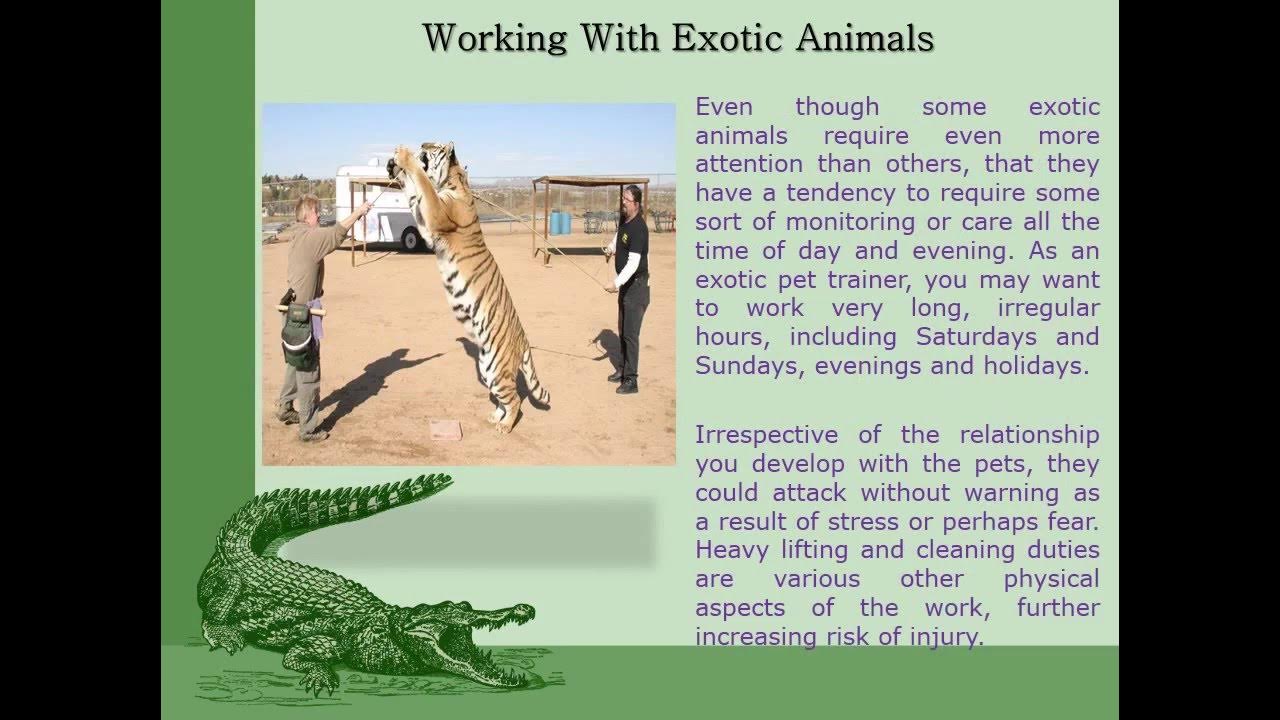How To An Exotic Animal Trainer Stephanie Taunton YouTube