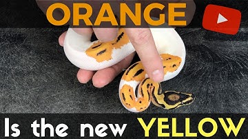 ORANGE IS THE NEW YELLOW - BP MORPH NEXT BIG TREND