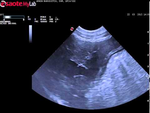 Intra- Hepatic shunt in a dog