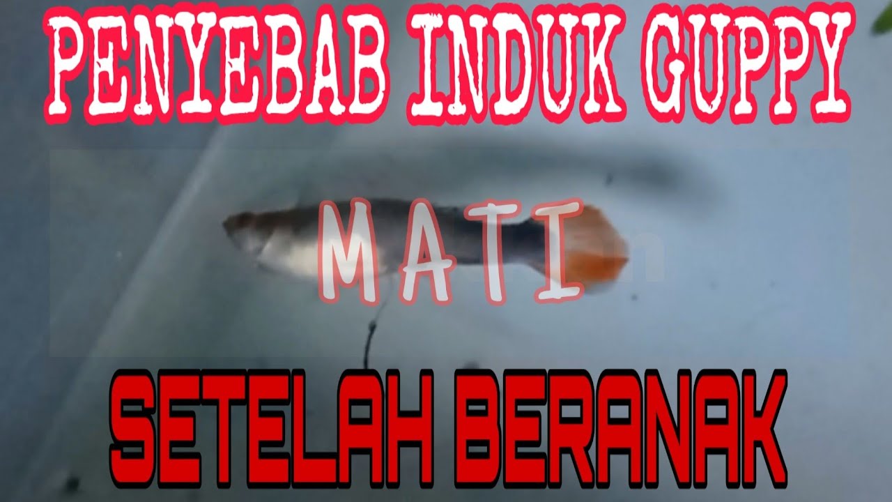 PENYEBAB INDUKAN GUPPY MATI SAAT MELAHIRKAN