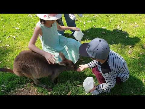 Video: Nha Khoa động Vật Trang Trại, Phần 2: Bò, Dê, Alpaca Và Llama