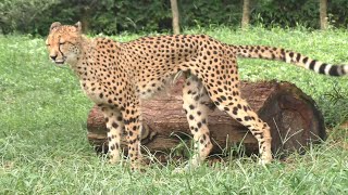 チータ　Cheetah a65239b4c4f32c70b5cf4210b4d5bb