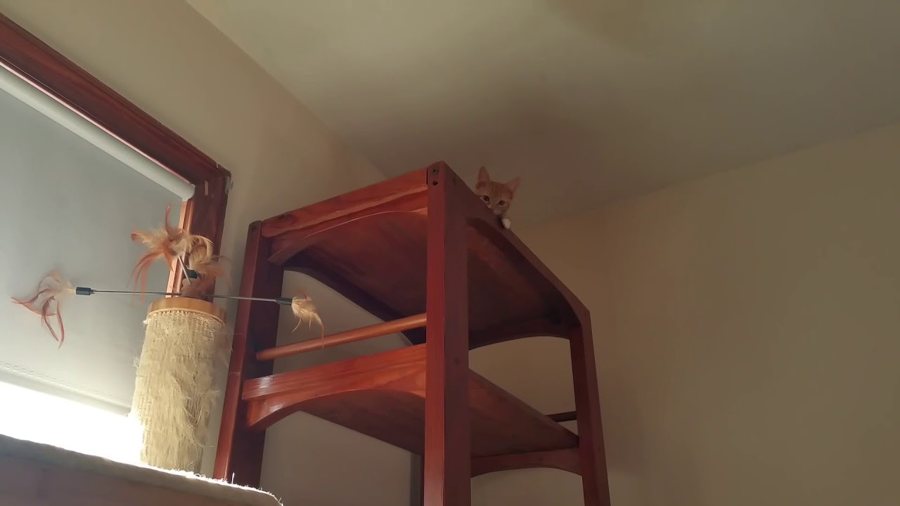 camera iphone 8 plus apk Kittens Morning Playtime