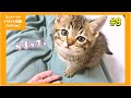 【子猫保護】かまってアピールがかわいい　コンクリートの隙間から保護した子猫【子猫保護9日目】【#きじとら兄弟成長記録】さくらさんちゃんねる