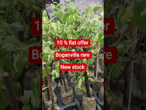 നാളെ സെയിൽസ് വീഡിയോ ബോഗൻവില്ല റേർ  9947117792  what's app