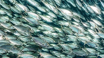 How To Catch More Baitfish On A Sabiki Rig (Without Shrimp Or Squid)