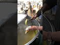 Famous Lahori Chicken Kofta Chole | Desi Breakfast | Fawara Chowk Peshawar Cantt #shorts #trending