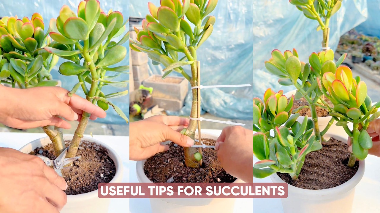 Succulent Plant Care for Beginners: Easy Tips for Thriving Plants - YouTube