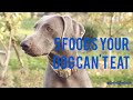 5 Foods Your Dog Can&#39;t Eat