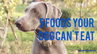 5 Foods Your Dog Can&#39;t Eat