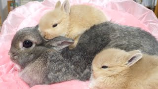 Baby rabbit dozing on mommy's back.