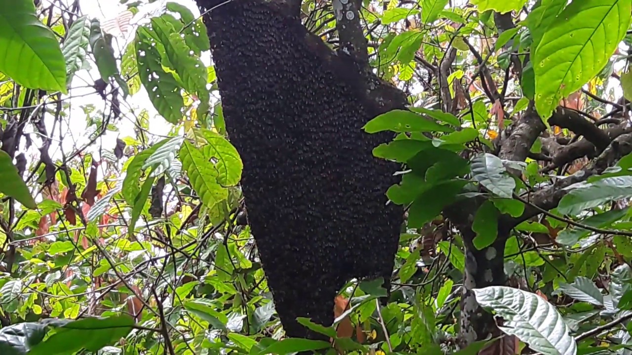  Sarang  Lebah  Ukuran Besar di  Pohon Kakao Large Beehive on 