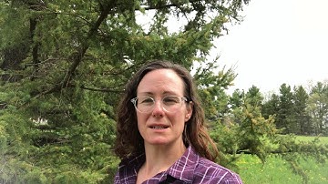 Veronica Justen, using diverse crops to enhance economic and environmental resilience of dairies