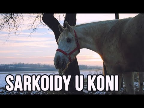 Wideo: Choroby Koni: Leczenie środkami Ludowymi