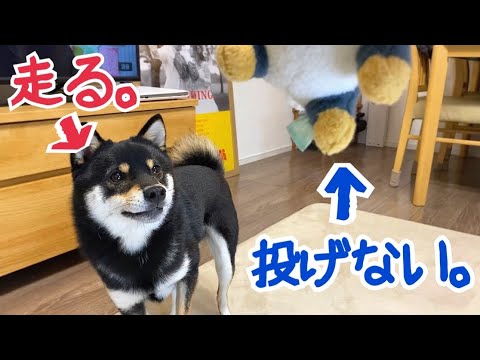 豆柴 飼い主のフェイントにまんまとひっかかる犬がかわいすぎる 柴犬 The Owner Deceives The Shiba Inu Dogs Youtube