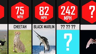 Speed Comparison : Fastest Animals in the World @AmazingLists2015