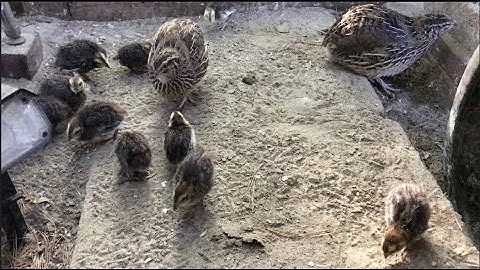 Introducing Quail Chicks to Existing Flock把小鹌鹑移到鹌鹑舍