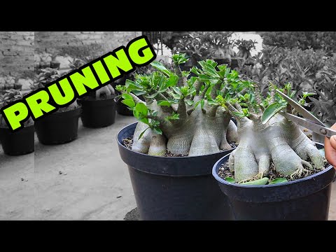 Vídeo: Poda de plantes: quan i com podar les plantes amb força