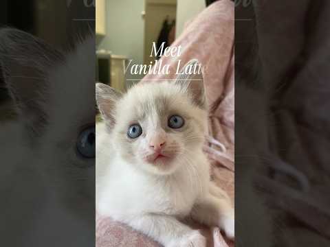 Meet Vanilla! #baby #kitten #babycat #cute #cutecats #trending #viral #cat #kitty #foster