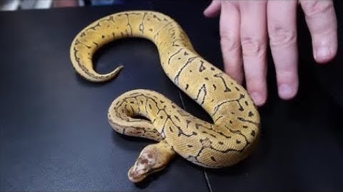 Scaleless head ball python.  How does it shed?!