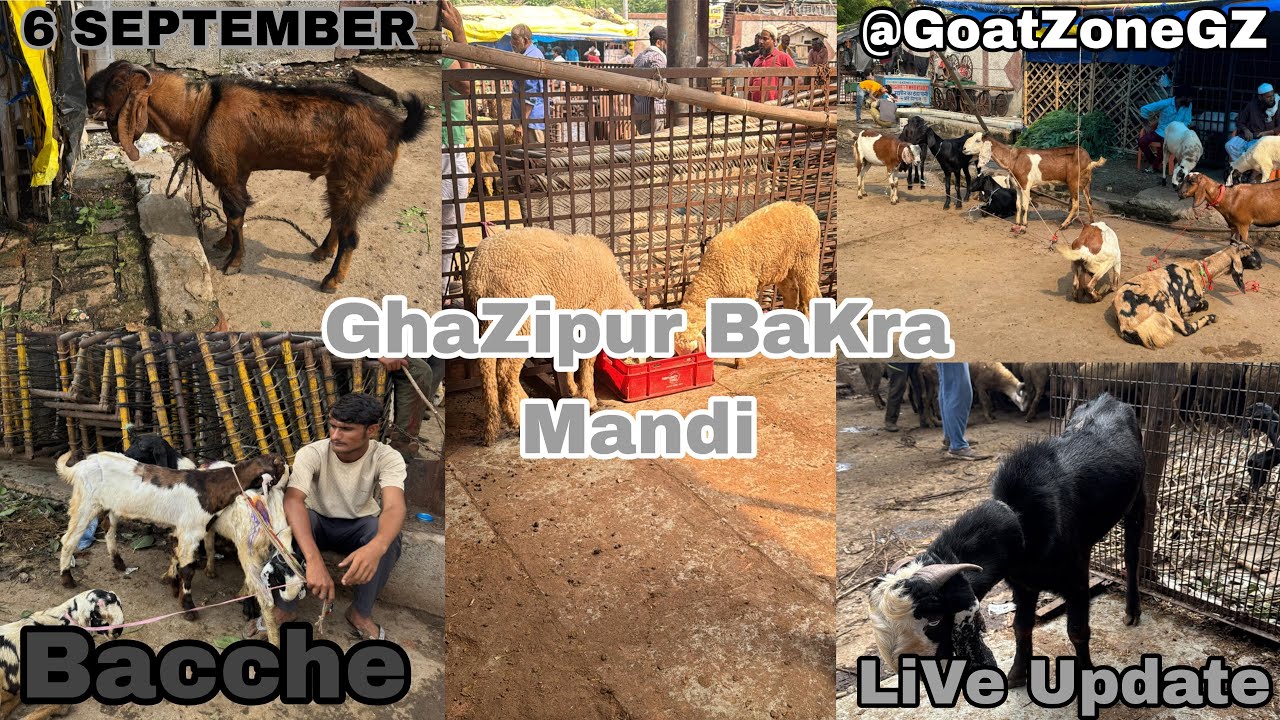 Ghazipur Bakra Mandi Live Update 6/9/2025 Delhi 