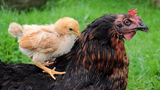 Hens Taking Care Of Their Baby Chicks