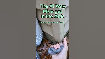 How to keep mice from getting into the attic #diy #homeimprovement #shorts