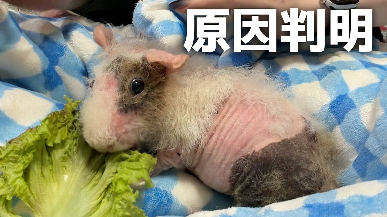 モルモットがハゲた原因、やっと分かりました...！
