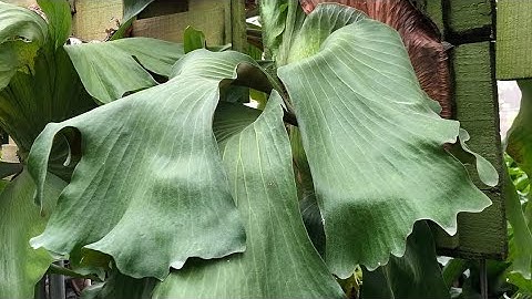 Cách tách cây ổ rồng - tách và lên bảng ổ rồng black board